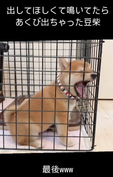 あくびをしながら…