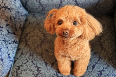 ソファの上でオスワリをするトイプー