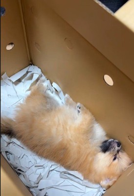 箱の中で熟睡！！