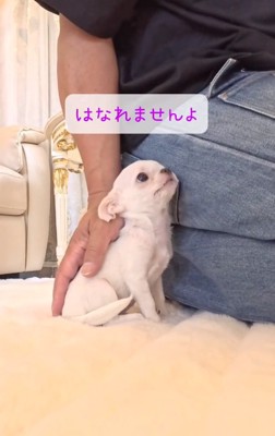 投稿主さんを見上げるルミちゃん