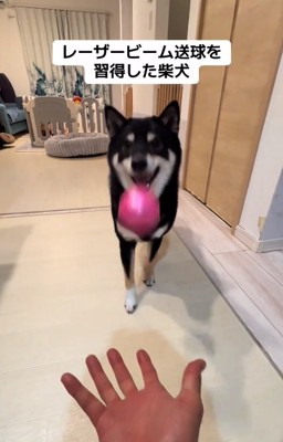 送球するもずくくん