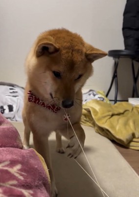 器用に遊ぶそら君
