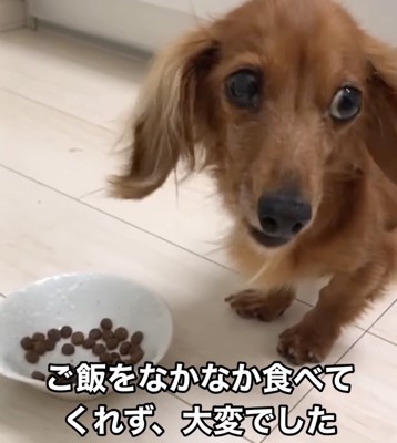 ご飯を食べるネネちゃん