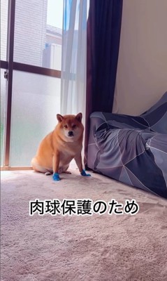 靴を履いたサブローくん
