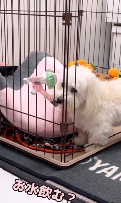 とうふちゃんの聞き間違い3