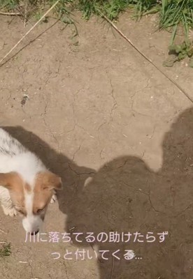 野犬の子犬みたい