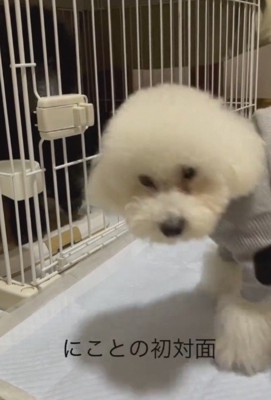 にこちゃんとの初対面