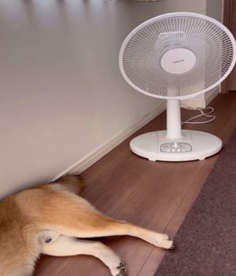 扇風機と横たわる犬