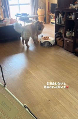 焦るうーちゃん