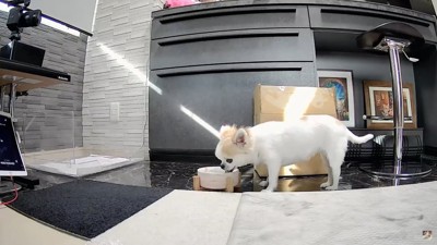 水を飲む犬