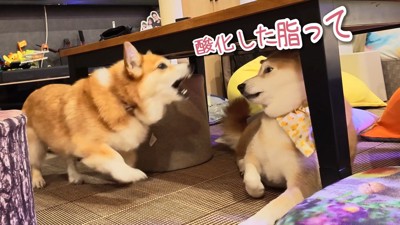 同居犬・スティーブくんに八つ当たり