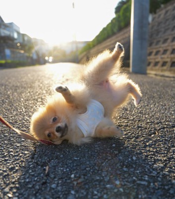 ダンスの練習かな?