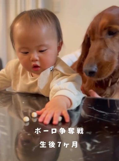 机に散らばるボーロを取り合う赤ちゃんとアイリッシュセター