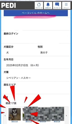 犬猫専用SNSに掲載されている成犬の画像