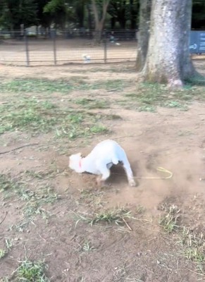 地面にこすりつける犬1