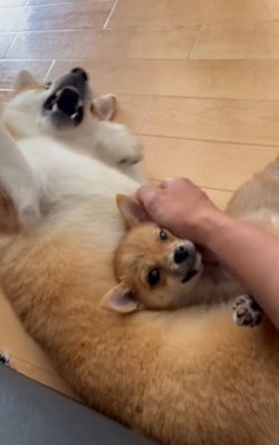 飼い主さんに撫でられながらゴロゴロする柴犬とミックス小型犬