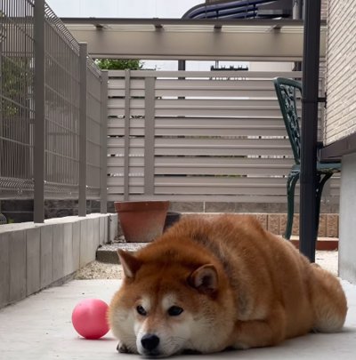 眠くなってきた犬