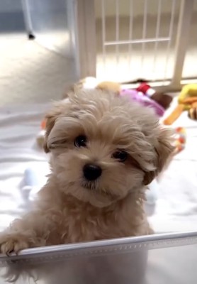 キラキラで、つぶらな瞳