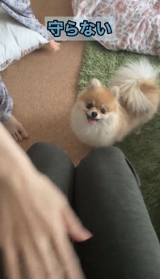 手元を見つめる犬
