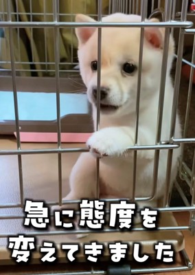 ケージの中で座り少し口を開く犬