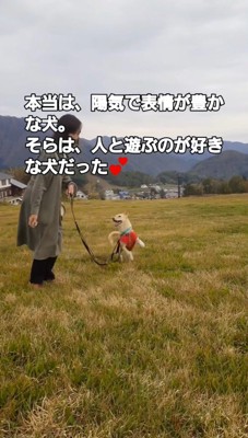走りながら、飼い主を笑顔で見上げる犬