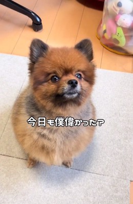 飼い主さんを見上げるトムくん