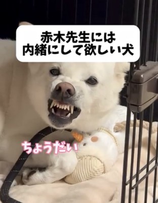 ぬいぐるみを抱えて怒る犬