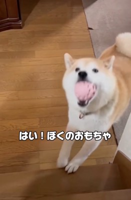 ボールを持ってきた柴犬