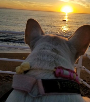 朝日を見る犬の後ろ頭