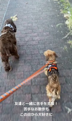 お迎え後のどん君の変化7