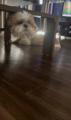 伏せてまったり