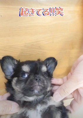 ナデナデをしっかりと満喫