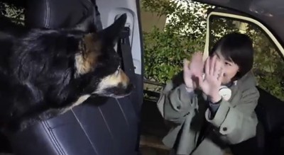 向き合う犬と人