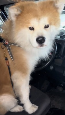 座ったまま見つめる犬