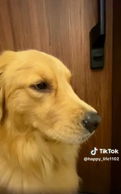 考えるハッピーちゃん