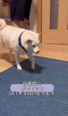 何かをお願いしに来たごん太くん⑩