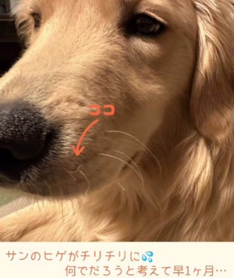 ヒゲの様子がおかしい
