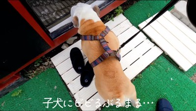 建物の入り口で立ち止まる犬