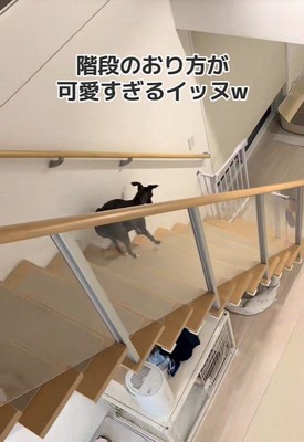 ぴょこぴょこ♪