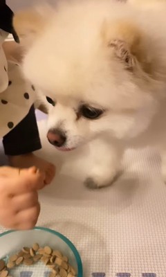 もちちゃんにご飯をあげるましろちゃん3