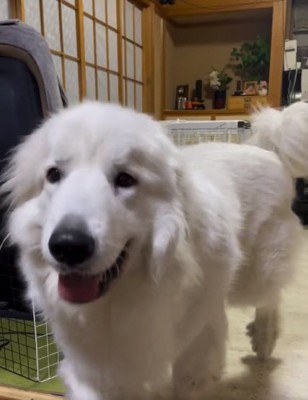 飼い主さんの元へきたドレミちゃん