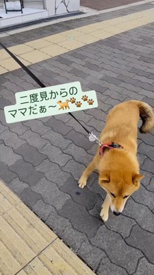 女性の傍に走ってくる犬