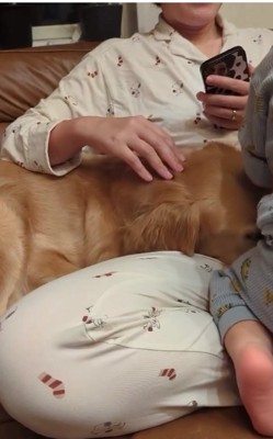 ママの足元に顔を埋める大型犬