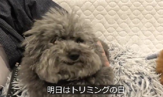 ボサボサ犬をトリミング