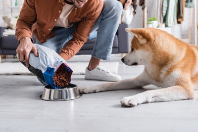 ごはんを用意、秋田犬