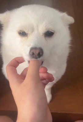 まさかのおしゃぶり！？