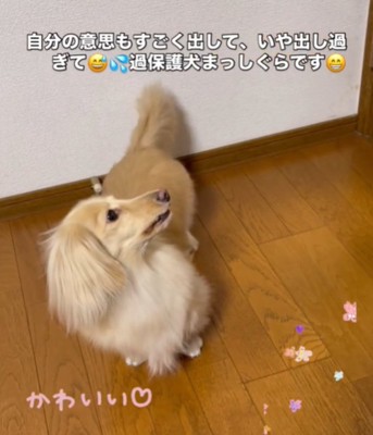 犬の横顔