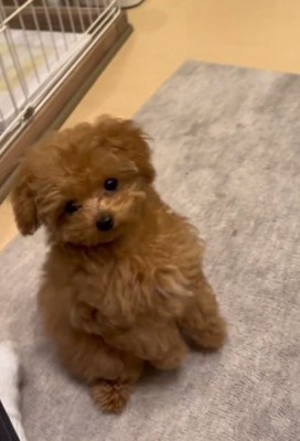 子犬のあられちゃん