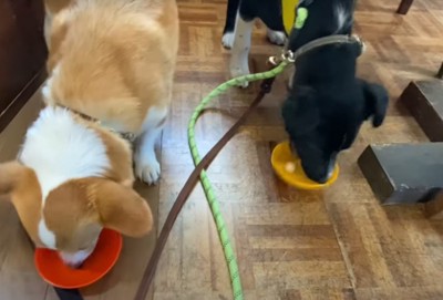 水を飲む犬達