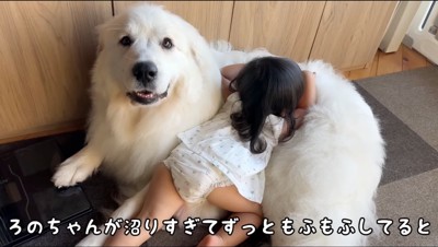 白い大型犬の背中に顔を埋める女の子